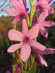 Watsonia borbonica