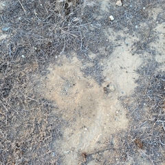 Pogonomyrmex occidentalis