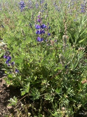 Lupinus bicolor