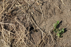 Dianthidium