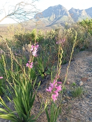 Watsonia borbonica