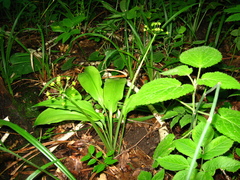 Allium ursinum