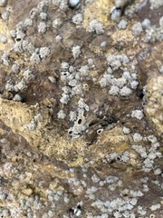 Balanomorpha