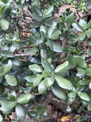 Crassula ovata