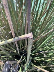 Schoenoplectus californicus