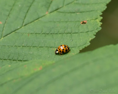 Harmonia axyridis