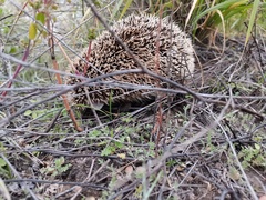 Hemiechinus auritus
