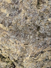 Balanomorpha
