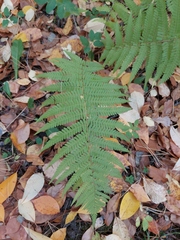 Dryopteris filix-mas