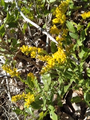 Solidago radula