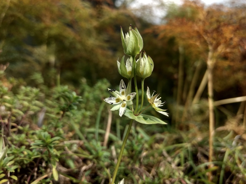Heart-Leaf Swertia