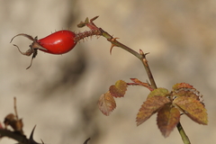 Rosa rubiginosa