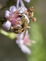 Lasioglossum pilosum