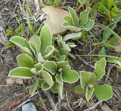 Antennaria neglecta