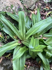 Merwilla plumbea