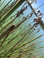 Schoenoplectus californicus