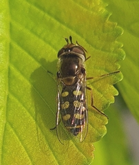 Austroscaeva