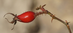 Rosa rubiginosa