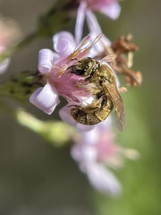 Lasioglossum pilosum