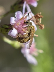 Lasioglossum pilosum