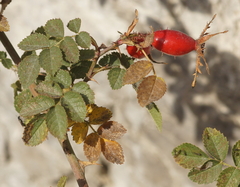 Rosa rubiginosa