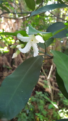 Tabernaemontana ventricosa