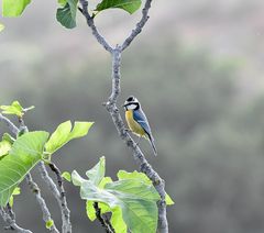 Cyanistes teneriffae