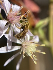 Lasioglossum pilosum