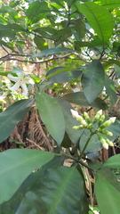 Tabernaemontana ventricosa