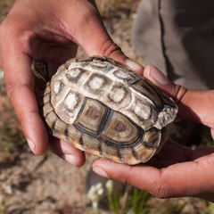 Homopus areolatus
