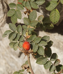 Rosa rubiginosa