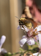 Lasioglossum pilosum