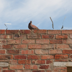 Columba guinea
