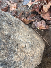 Brachyponera chinensis