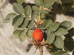 Rosa rubiginosa