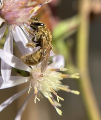 Lasioglossum pilosum