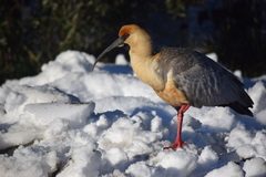 Theristicus melanopis