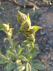 Berkheya herbacea