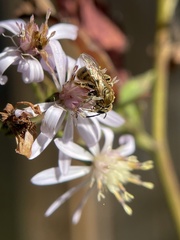Lasioglossum pilosum