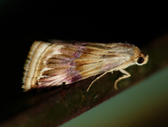 Eublemma ostrina
