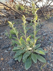 Berkheya herbacea