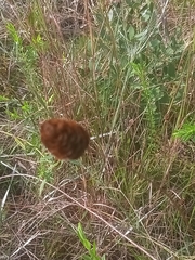 Xyris ambigua