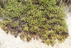 Globularia cordifolia