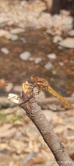 Sympetrum gilvum