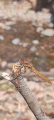 Sympetrum gilvum
