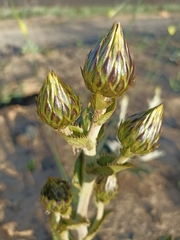 Berkheya herbacea