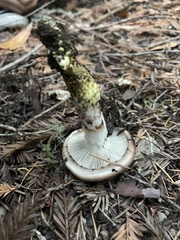 Gomphidius oregonensis