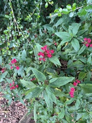Pentas
