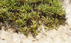 Globularia cordifolia