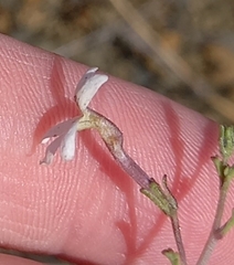 Jamesbrittenia tysonii